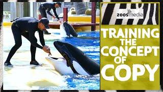 Loro Parque: ORCAS copying ORCAS & TRAINERS | zoos.media