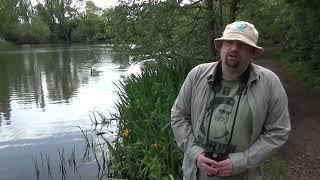 Mancunian Birder in the Altrincham/Timperley area