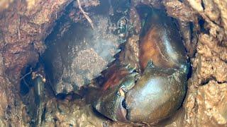 Cua khổng Lồ Trong Rừng Ngập Mặn Tại Đồng Nai . Catching Prawn & Crab