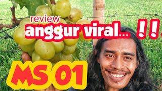 Anggur viral 2024 ...  MS 01 ...‼️‼️‼️