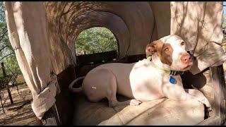 P-Rex hanging in covered wagon,  Arizona Sanuctary1001