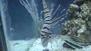 Lion Fish Eating