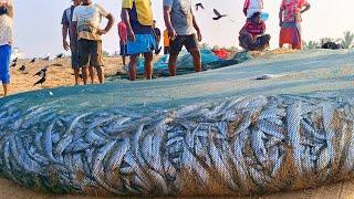 SNAKE Like Fish! 5000 KG GARFISH Catching  || Amazing fishing video in negombo