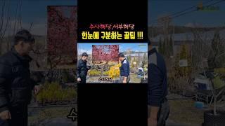 수사해당,서부해당을 한자리에서 비교 #shorts #수사해당 #서부해당 # 수복나무시장