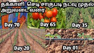 Tomato plants cultivation process from day 01 to day 65 full video | Tamil || Sathish Nursery