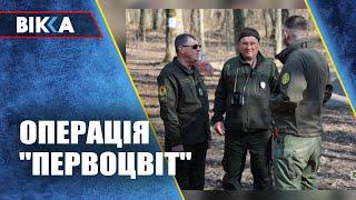 Вийшли на чергування: як охороняють первоцвіти на Черкащині