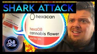 Hexacan Shark Attack  Medical Cannabis  Review