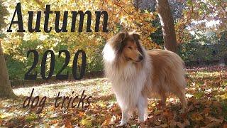 Autumn 2020  - Dog tricks by Thunder the rough collie