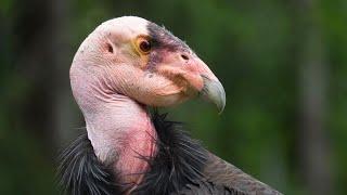 Meet The Endangered California Condors