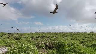 Noddies on Capitaine Island (St Brandon)