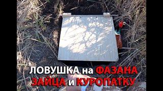 Ловушка на животных! Поставил ловушку на фазана, зайца и куропатку! Охота  не в сезон!