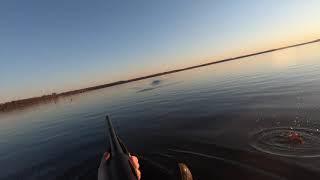 Duck Hunting - Susquehanna Flats