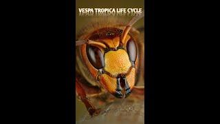 How to know about Vespa Tropica Life Cycle(Easy Technic)#wasp