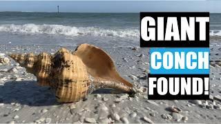 I found a giant shell! Surprise horse conch find on a Florida Beach.