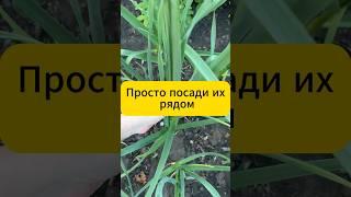Просто посади их рядом, результат удивит! #дача #огород #сад #лайфхак #советы #томаты #картофель