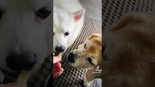 #หมา #หมาน่ารัก #หมาตลก #Dogs #dogsoftiktok