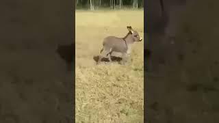 Baby Donkey Running  #cutefunnyanimals #foryou #donkey #petsanimal #pets #viral #fyp #funnyvideos
