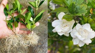 Grow Gardenia plant From Cuttings Faster way