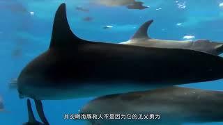 海豚为什么会救落水的人呢？ #海豚 #科普 #百科知识 #自然科学