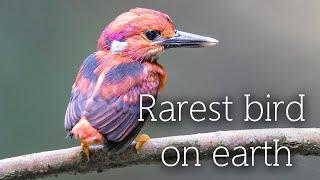 Birds of the world | 37 | The rarest and unique bird on earth | South Philippine Dwarf Kingfisher