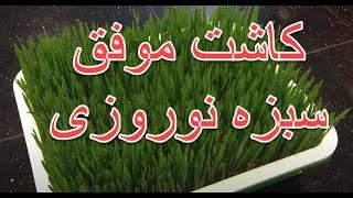 کاشت موفق سبزه نوروزی