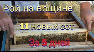 Посадил рой на вощину  за 5 дней одиннадцать новых рамок .