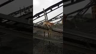 short video of the other hand the wildcats