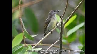 Copper-throated Sunbird (Female) @ Chiu Sein Chiong 3336