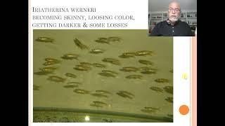 Fish disease case nr. 25 Iriatherina werneri, rainbowfish, with a bacterial infection