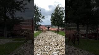 БРАТ И СЕСТРА…ПИТБУЛЬ ГРАФ И АЗМИРА… #grafbalas #dog #shorts #shortvideo #питомникдрагонлайф