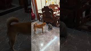 Dogs Vs. Cats #shortvideo#cat #mycatchannel #funny #petschannel #yourcat #funnycats#catchannel #dog