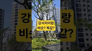 에코델타 이편한세상 #센터포인트 #에코델타시티 #명지국제도시 #양반곰