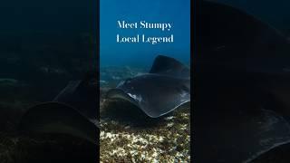 Meet Stumpy: The Famous Smooth Ray of Maroubra and Coogee Beach!   #marinewildlife