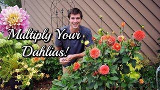 Grow Dahlias From CUTTINGS! Easy Propagation Method 