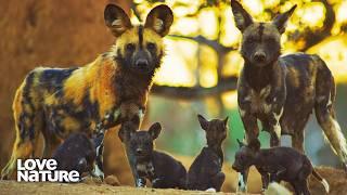 Lion Pride Poses Threat to Painted Wolf Pups | New Kids in the Wild 101