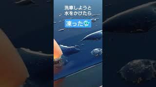 田舎の朝洗車の罠みんなもご用心！#shorts #レヴォーグ #洗車 #vlog