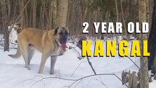 2 Year Old Male Kangal | Turkish Kangal Development and Changes | Ash The Kangal