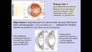 Дубынин В. А. - Физиология сенсорных и двигательных систем - Зрение и глаз