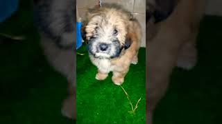 Poodle dog - Tollinton market Lahore - Dog Market - Shorts video - MMB pet lover - Dog Shop