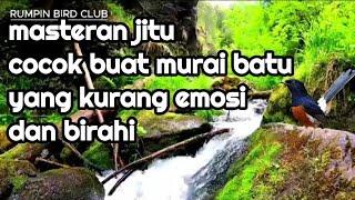 masteran jitu cocok buat murai batu yang kurang emosi dan birahi