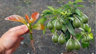 unique ideas for propagating avocado tree from cuttings with onions 800%  grow fast roots