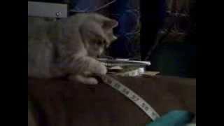 Le Purr vs. the Evil Tape Measure- Le Mew and Le Purr