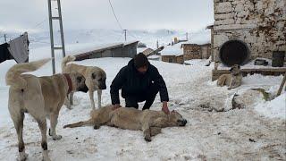 ŞERO SON NEFESİNDE BİLE ASİLDİ SON GÜNLERİNİ HAK ETTİĞİ GİBİ YAŞADI