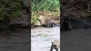 jaguar hunting caiman