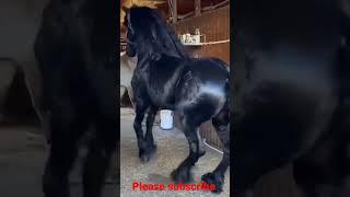 funny horses |funny horse videos |horse videos |funny horse fails |p2