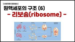 [세포] 4.9 원핵세포의 구조 - (6) 리보솜 (ribosome)