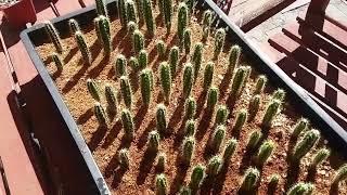 Growing Cactus from seed, 6 month old Pilosocereus seedlings.