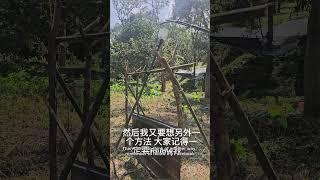 驱猴驱山猪神器测试中，第几天开始见效？果园主实测分享 | Durian #durian
