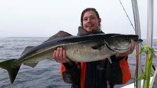 Værøy 2019 halibut 180cm