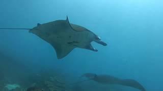 DIVING WITH MANTAS - Manta Point - Nusa Penida diving